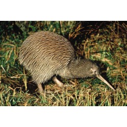 Ước mơ chim KIWI Ước mơ chim KIWI